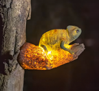 Caméléon sur branche, vue éclairée